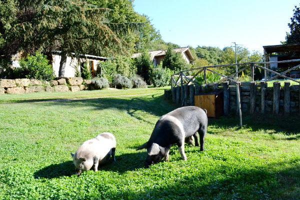 ホテルAgriturismo La Sorgente Di Nepi エクステリア 写真