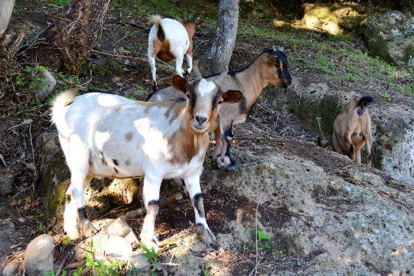 ホテルAgriturismo La Sorgente Di Nepi エクステリア 写真