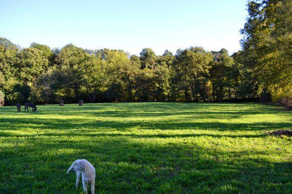 ホテルAgriturismo La Sorgente Di Nepi エクステリア 写真